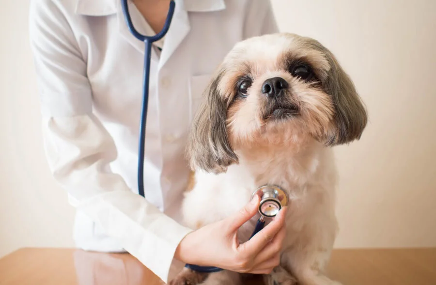 Veterinary Monopoly Pharma Company