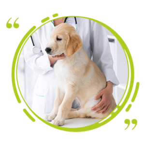 Veterinary